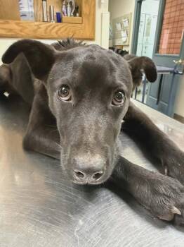 Ernie -  Labrador Retriever Dog for Adoption in Brewster, New York - Ernie | PetCurious