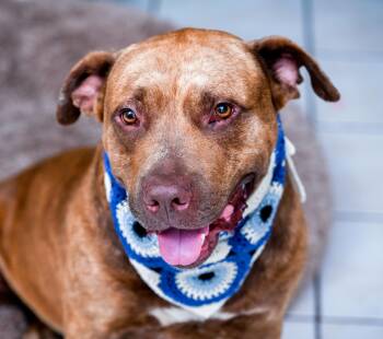 Cupid -  Labrador Retriever and American Staffordshire Terrier Dog for Adoption in Chattanooga, Tennessee - Cupid | PetCurious