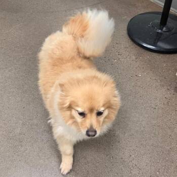 Cola -  Pomeranian Dog for Adoption in Chattanooga, Tennessee - Cola | PetCurious