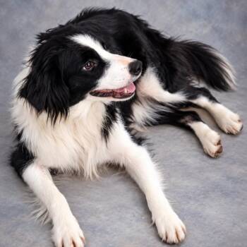 DAISY -  Border Collie Dog for Adoption in Lucedale, Mississippi - DAISY | PetCurious
