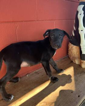 Rescue Hound and Labrador Retriever Dogs for Adoption in Pensacola, Florida - Hogan | PetCurious