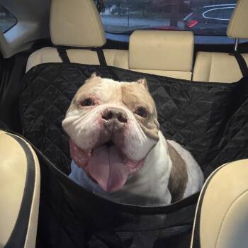 Zeus ~ Coming Soon!!! -  Pit Bull Terrier Dog for Adoption in Chicago, Illinois - Zeus ~ Coming Soon!!! | PetCurious