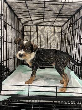 Plum -  Dachshund and Terrier Dog Available for Adoption in Fort Collins, Colorado - Plum | PetCurious