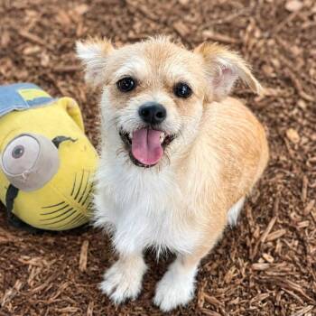 Oscar -  Cairn Terrier and Wirehaired Terrier Dog for Adoption in Boerne, Texas - Oscar | PetCurious