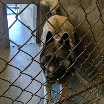 Rescue Shepherd Dogs for Adoption in Hermiston, Oregon - Kaysen | PetCurious