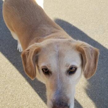 Rescue Labrador Retriever Dogs for Adoption in Jasper, Indiana - Jeff | PetCurious