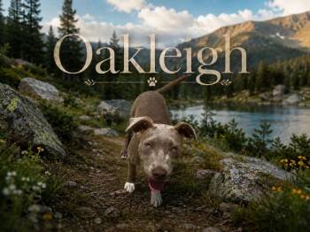 Weimaraner Dogs Available for Adoption in Zimmerman, Minnesota - Oakleigh | PetCurious