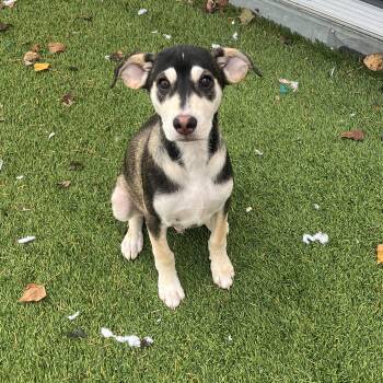 Rescue Shepherd Dogs for Adoption in Puyallup, Washington - Droopy | PetCurious