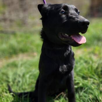 Shepherd Dogs Available for Adoption - Ruger | PetCurious