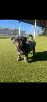 Rescue Shih Tzu Dogs for Adoption in Terre Haute, Indiana - Louie | PetCurious
