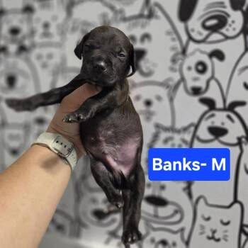 Banks -  Labrador Retriever and Mixed Breed Dog for Adoption in Griswold, Connecticut - Banks | PetCurious