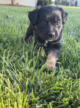 Australian Shepherd and Retriever Dogs Available for Adoption in Spring Hill, Tennessee - Birdie  | PetCurious