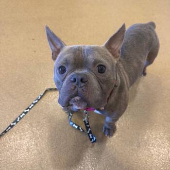 Mixed Breed Dogs Available for Adoption - Zucchini | PetCurious