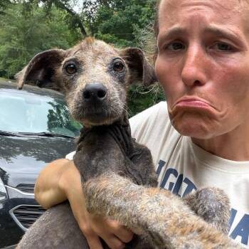 Mixed Breed Dogs Available for Adoption in Parrish, Alabama - Velvet | PetCurious