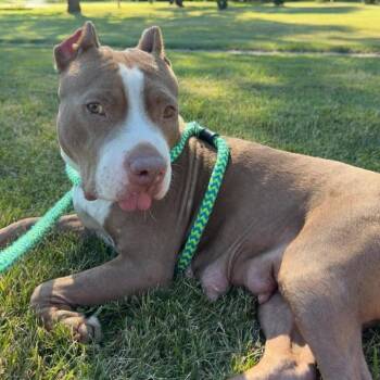 Lulamae -  Pit Bull Terrier Dog for Adoption in Fargo, North Dakota - Lulamae | PetCurious