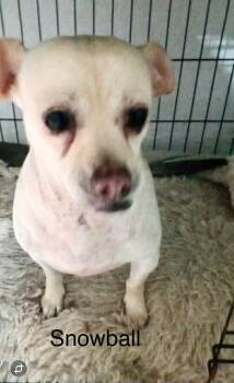 Snowball -  Chihuahua Dog for Adoption in Severance, Colorado - Snowball | PetCurious