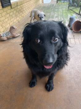 Spaniel and Retriever Dogs Available for Adoption - Raven - Black Beauty! | PetCurious