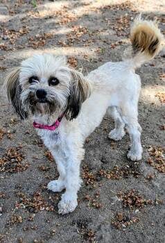 Yorkie Poo Dogs Available for Adoption in Coeur D