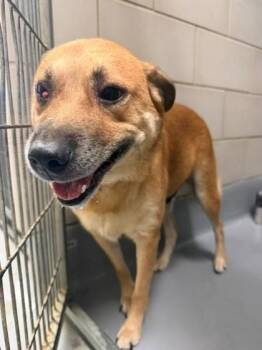 Astro -  German Shepherd Dog and Mixed Breed Dog for Adoption in Irving, Texas - Astro | PetCurious