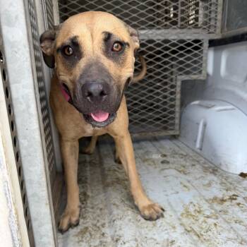 Vanilla -  Boxer and Mixed Breed Dog for Adoption in Edinburg, Texas - Vanilla | PetCurious