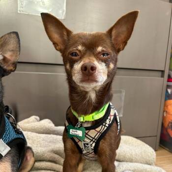 Scott McGrew 14330 -  Chihuahua Dog for Adoption in San Francisco, California - Scott McGrew 14330 | PetCurious