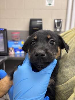 Labrador Retriever and Belgian Shepherd Malinois Dogs Available for Adoption in Las Vegas, Nevada - BOBA | PetCurious