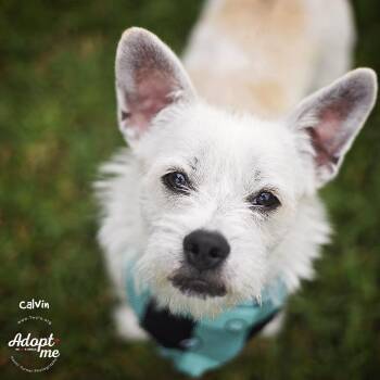 West Highland White Terrier Westie and Dachshund Dogs Available for Adoption in Humble, Texas - Calvin | PetCurious