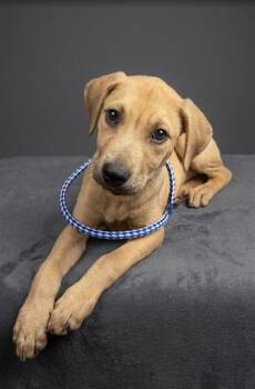 SCOOBERT -  Mixed Breed Dog for Adoption in Jacksonville, Florida - SCOOBERT | PetCurious