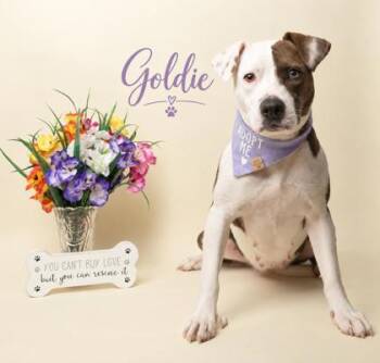Goldie -  Pit Bull Terrier and Mixed Breed Dog for Adoption in Fairhope, Alabama - Goldie | PetCurious