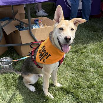 Dash -  Shepherd and Husky Dog for Adoption in Omaha, Nebraska - Dash | PetCurious