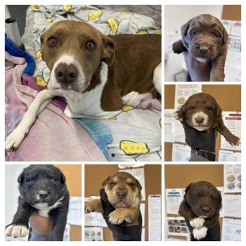 Terrier and Mixed Breed Dogs Available for Adoption - Habanero | PetCurious