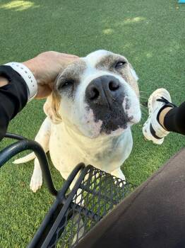 Daisy -  Pit Bull Terrier Dog for Adoption in Colorado Springs, Colorado - Daisy | PetCurious