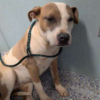 American Staffordshire Terrier Dogs Available for Adoption - Rainbow | PetCurious