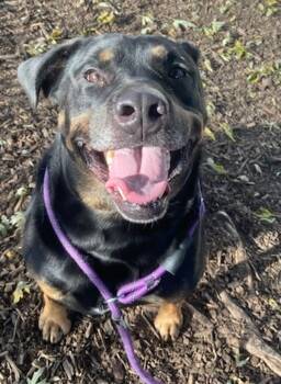 Rescue Rottweiler Dogs for Adoption - Boog | PetCurious