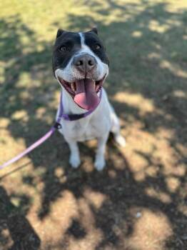 Rescue Staffordshire Bull Terrier Dogs for Adoption in Santa Monica, California - Blossom | PetCurious