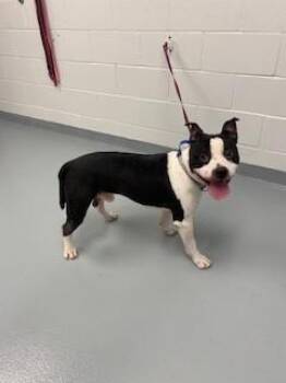 JAKE -  Pit Bull Terrier Dog for Adoption in St. Cloud, Florida - JAKE | PetCurious