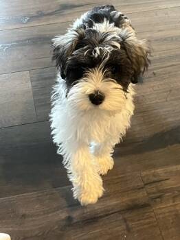 Bailey -  Schnauzer and Poodle Dog for Adoption in Bend, Oregon - Bailey | PetCurious