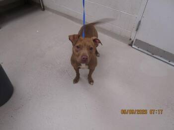 Pit Bull Terrier Dogs Available for Adoption in Marietta, Georgia - (200) | PetCurious
