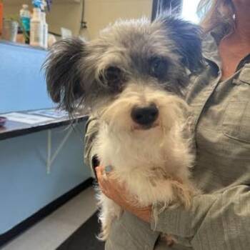 Nellie 26-09-136 -  Mixed Breed Dog for Adoption in Bastrop, Texas - Nellie 26-09-136 | PetCurious