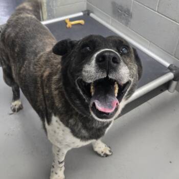 Rescue Husky Dogs for Adoption in Tawas City, Michigan - Bear | PetCurious