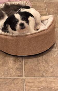 Midas -  Shih Tzu and Chihuahua Dog for Adoption in Bloomington, Indiana - Midas | PetCurious