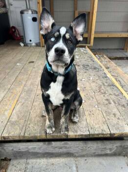 Husky and Pit Bull Terrier Dogs Available for Adoption - Salem | PetCurious