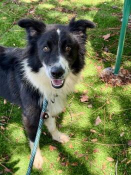 BROCK -  Australian Shepherd and Mixed Breed Dog for Adoption in Fort Walton Beach, Florida - BROCK | PetCurious