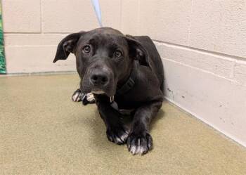 Rescue Pit Bull Terrier Dogs for Adoption in Moreno Valley, California - A546319 | PetCurious