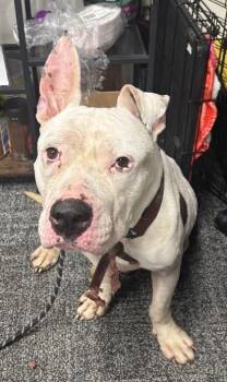 Snowbell -  Mixed Breed Dog for Adoption in West Chester, Pennsylvania - Snowbell | PetCurious