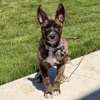 Shepherd and Terrier Dogs Available for Adoption in Brockport, New York - Moose | PetCurious