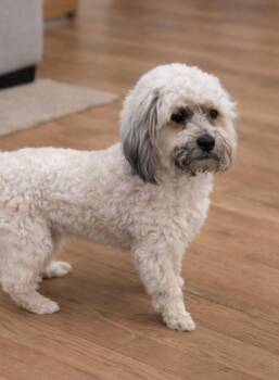 Lhasa Apso and Wheaten Terrier Dogs Available for Adoption - MURPHY | PetCurious