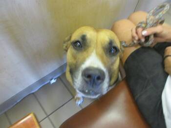 Rescue Labrador Retriever Dogs for Adoption in Ocala, Florida - DREAM | PetCurious