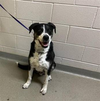 Labrador Retriever and Pit Bull Terrier Dogs Available for Adoption in Colorado Springs, Colorado - HUNTER | PetCurious