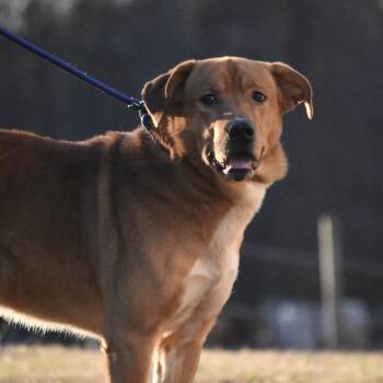 Labrador Retriever Dogs Available for Adoption - Bandit | PetCurious